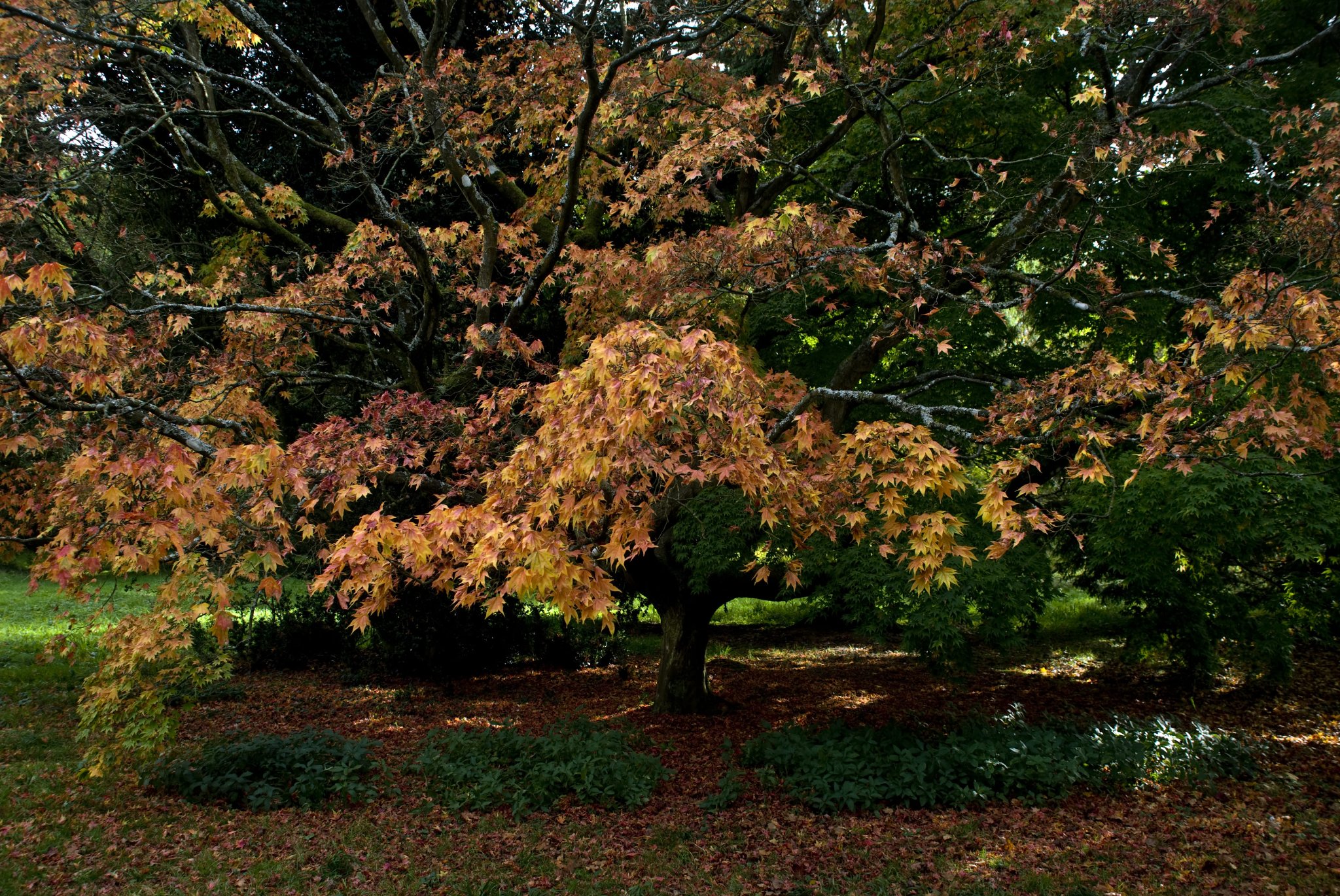 Golden Turning Maple